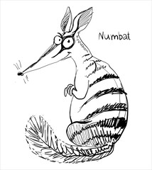 Vector. Graphic black and white sketch of a funny numbat.
