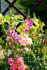 Blooming flowers pink and purple snapdragons . Green meadow full of flower