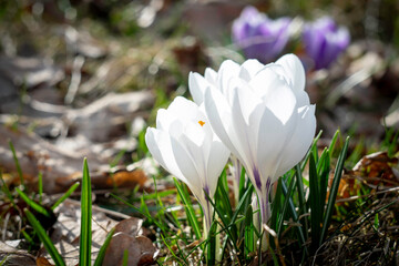 Springtime. Spring flowers in sunlight, outdoor nature. Wild crocus, postcard. © shake_pl