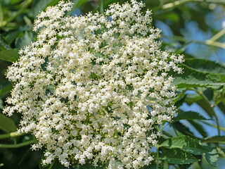 Blühender Holunder, Sambucus nigra, im Frühling