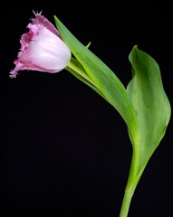 Beautiful pink tulip with green leaves on a black background