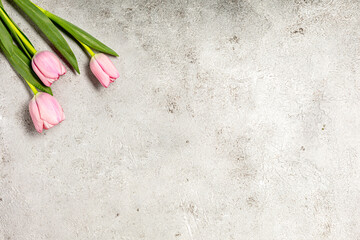 Fresh pink tulip flowers on ultimate gray wall