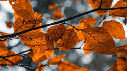 autumn leaves in the sun