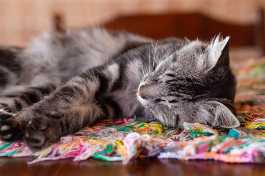 Um gato tigrado, fofo, peludo, deitado e dormindo sobre um tapete colorido.