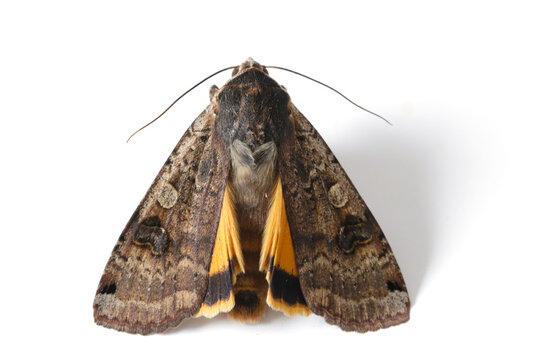Male of The large yellow underwing (Noctua pronuba) is a moth from the family owlet moths Noctuidae. Caterpillars of this species are pests of most crops.
