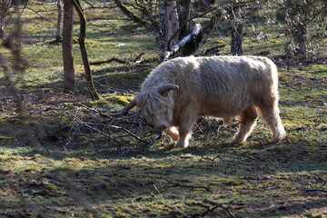 Obraz premium Schottisches Hochlandrind im Freilaufgehege