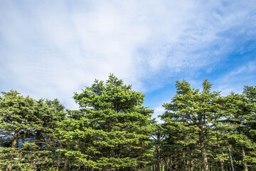 Obraz premium プンゲンストウヒと青空