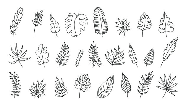 Hand drawn Set of tropical leaves in silhouettes. Palm, monstera, banana tree. Elements flowers, branches, swashes and flourishes. Vector cute doodle isolated