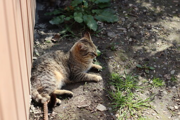 Obraz premium cat in the garden