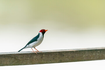 The Yellow-billed cardinal (Paroaria capitata)