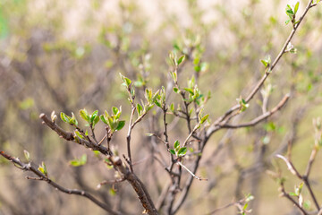 The background concept of spring. Young green leaves bloom in trees and shrubs. Sunny day