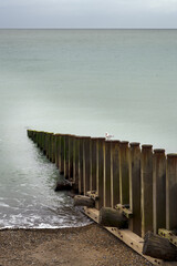 Seagull on wooden groynes on Eastbourne beach in Sussex, England