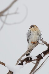 Falcon In Winter Snow, American Kestrel Falcon In Colorado, Birds Of Prey Winter Snowy