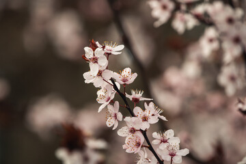 Blütenpracht im Frühling