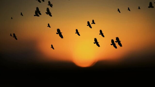Flock of birds flying- Conceptual animation-freedom