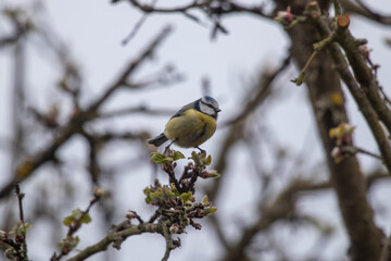 Blaumeise auf einem Ast