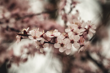 Blüten im Frühling