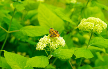 An orange butterfly sits on a white flower in the garden