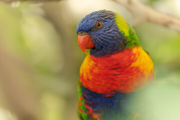 Swainson's Lorikeet at the Sables Zoo in Sables d'Olonne.