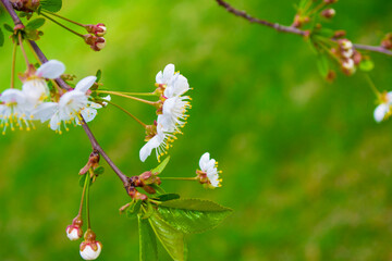 Blossoming branch cherry. Bright colorful spring flowers