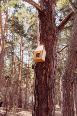 birdhouse, bird feeder, spring in the forest, nature