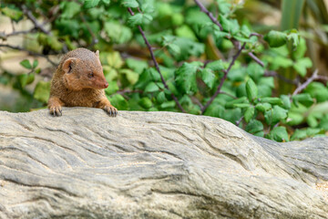 Dwarf mongoose in captivity at the Sables Zoo in Sables d'Olonne.