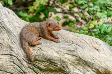 Dwarf mongoose in captivity at the Sables Zoo in Sables d'Olonne.