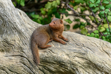 Dwarf mongoose in captivity at the Sables Zoo in Sables d'Olonne.