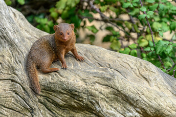 Dwarf mongoose in captivity at the Sables Zoo in Sables d'Olonne.