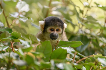 Obraz premium Black-headed Saïmiri in captivity at the Sables Zoo in Sables d'Olonne.
