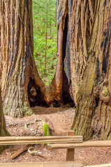 Fragment of Gum Tree Park in San Francisco Bay Area, USA.