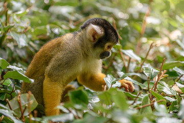 Black-headed Saïmiri in captivity at the Sables Zoo in Sables d'Olonne.
