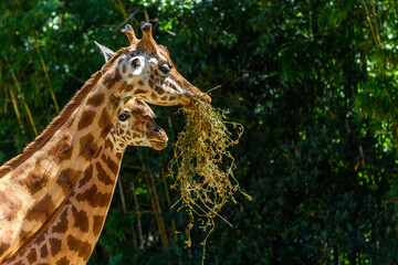 Kordofan's giraffe in captivity at the Sables Zoo in Sables d'Olonne.