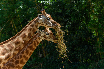 Kordofan's giraffe in captivity at the Sables Zoo in Sables d'Olonne.