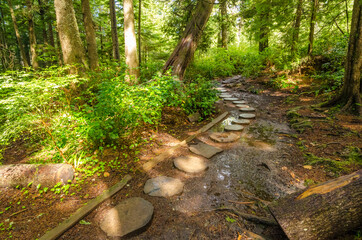 Fragment of Cape trail in Olympics park, Washington, USA