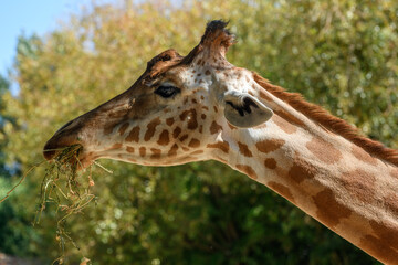 Naklejka na ściany i meble Kordofan's giraffe in captivity at the Sables Zoo in Sables d'Olonne.