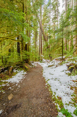 Obraz premium Fragment of Soleduck trail in Olympics park, Washington, USA