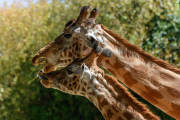 Kordofan's giraffe in captivity at the Sables Zoo in Sables d'Olonne. © bios48