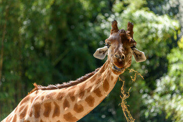 Kordofan's giraffe in captivity at the Sables Zoo in Sables d'Olonne.