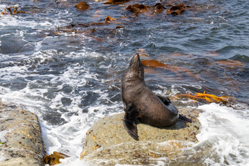 León marino en su hábitat en Bahía de Kaikoura, Nueva Zelanda