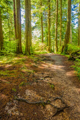 Fragment of Cape trail in Olympics park, Washington, USA