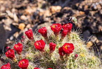 Costa's hummingbird on blooming cactus. © DuneCrane
