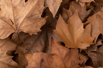 Top view, closeup of brown dried maple leaves