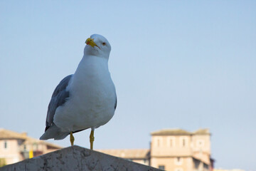 seagull on the roof