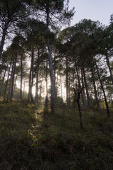 Obraz premium Sunset landscape in forest with the sun through the trees on Riopar