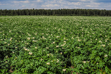 Fototapeta na wymiar A field with flowering potatoes in the Leningrad Region in Russia.