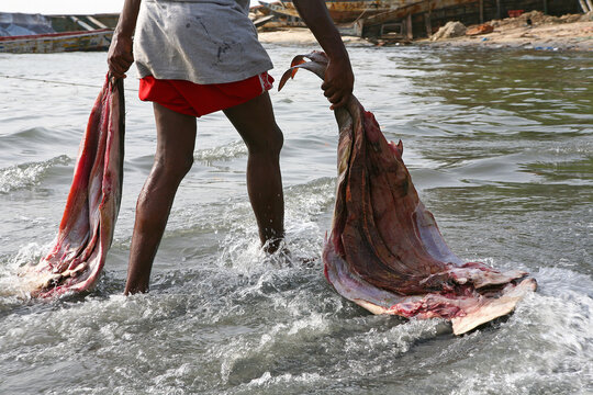 surpeche et massacre des requins a elinkine en casamance