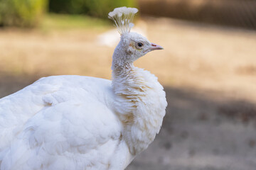 Portrait of a big white bird. Peacock has a white crown.