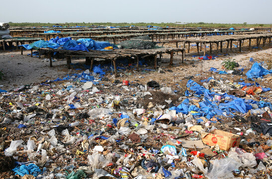 surpeche et massacre des requins a elinkine en casamance