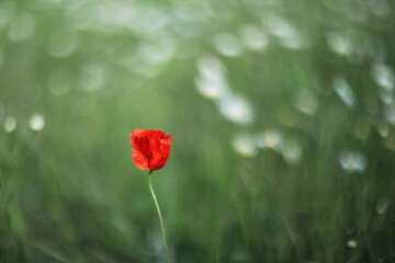 Spring background flowers. Red poppy close-up on a blurry green background with copy space.